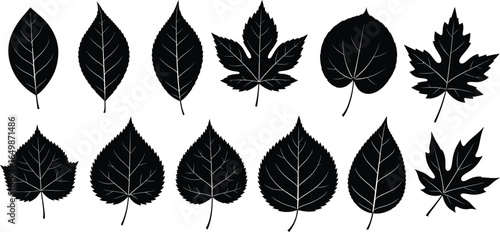 Black leaf silhouettes collection, 12 botanical tree leaf icons in EPS format, minimalist foliage shapes for nature branding and eco design