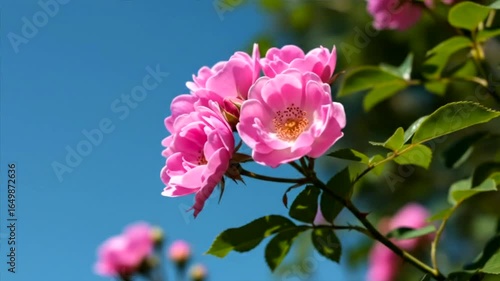 Pink Roses Blooming in the Sunlight