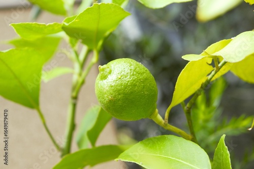 Wallpaper Mural Green lemon in Tokyo, Japan Torontodigital.ca