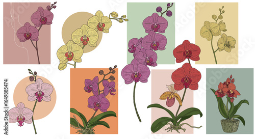 Botanical illustration of colorful orchids on pastel backgrounds for a design theme