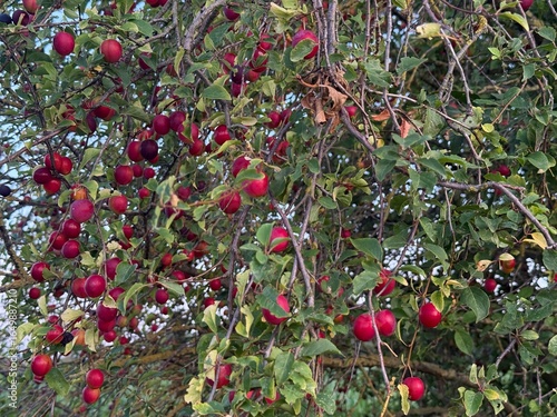 Steppe cherry Prunus fruticosa Susinenbaum oat plum apple sour cherry oat sloe almond Alpine plum tree Mirabelle American plum berry apple rock cherry bird cherry Steppenkirsche Prunus fruticosa Susin