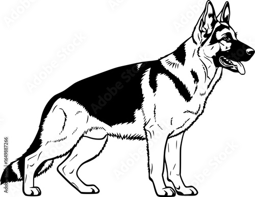 German shepherd dog full body standing side view outline vector

