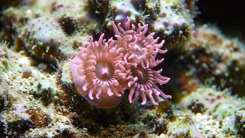 underwater coral reef
