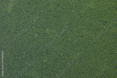 Duckweed texture covering calm pond surface