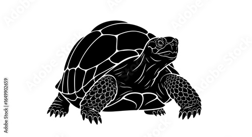 dramatic tortoise silhouette transparent background for stunning product photography