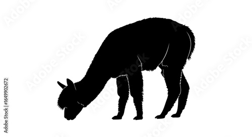 elegant alpaca silhouette transparent vector for modern designs
