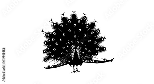 elegant peacock silhouette transparent background for minimalist designs