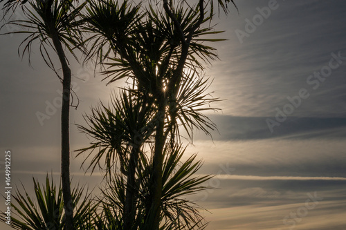 The New Zealand cabbage tree silhouetted against late afternoon sun