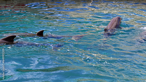 dolphins in the water