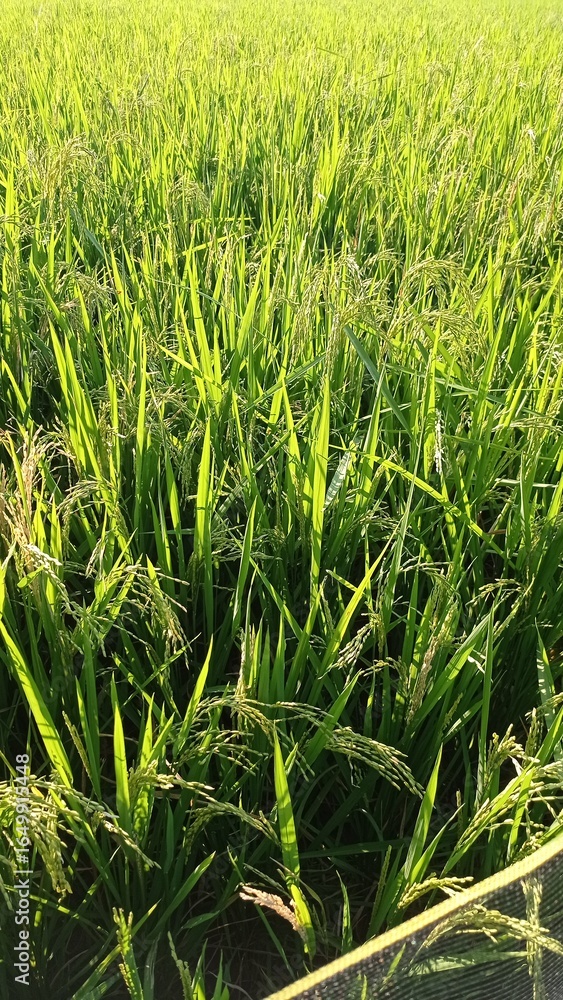 Obraz premium Green Rice Field Under Bright Sunlight in Natural Setting