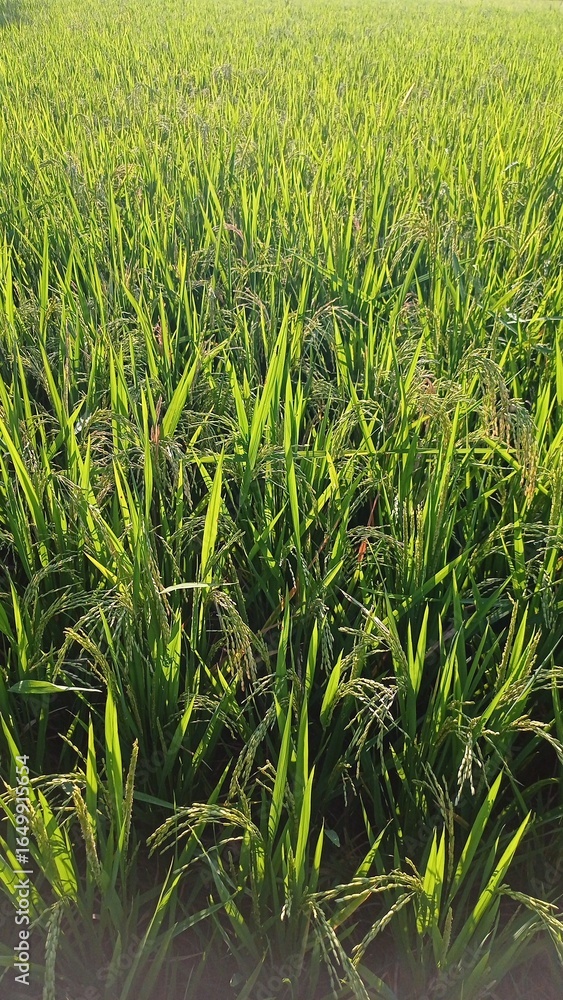 Obraz premium Lush Green Rice Field Under Bright Sunlight in Rural Landscape