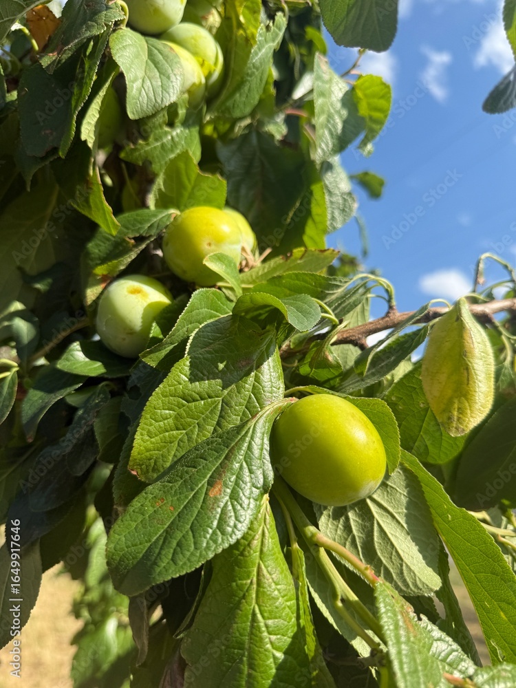 Obraz premium Steppe cherry Prunus fruticosa Susinenbaum oat plum apple sour cherry oat sloe almond Alpine plum tree Mirabelle American plum berry apple rock cherry bird cherry Steppenkirsche Prunus fruticosa Susin