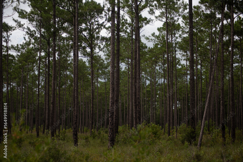 Fototapeta premium trees in the forest