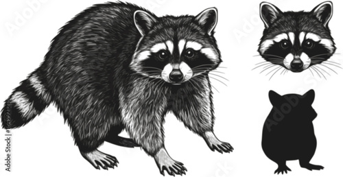 A Curious Raccoon: A detailed illustration of a raccoon. Perfectly capturing the charming and inquisitive nature of this animal.