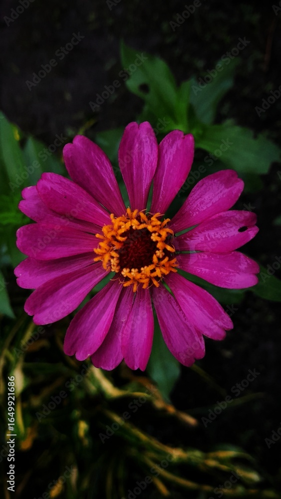 Obraz premium Magenta or purple zinnia elegance flower close up 