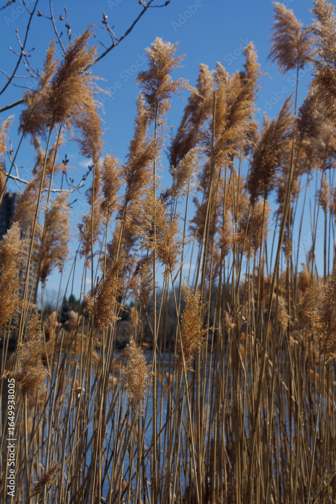 Fototapeta premium the plant of Phragmites australis in parc urban