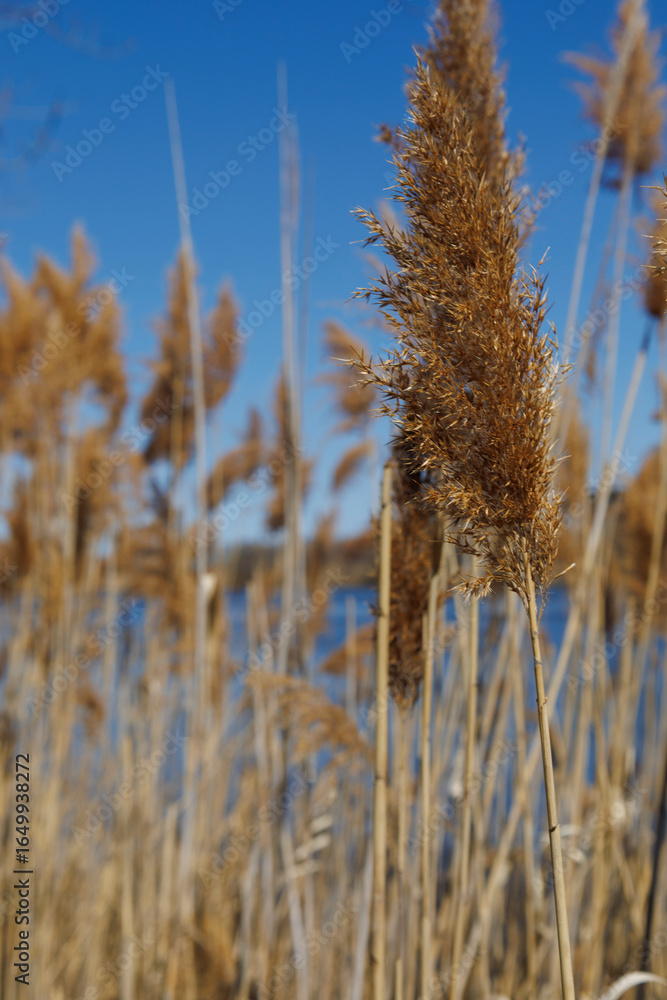 Fototapeta premium the plant of Phragmites australis in parc urban