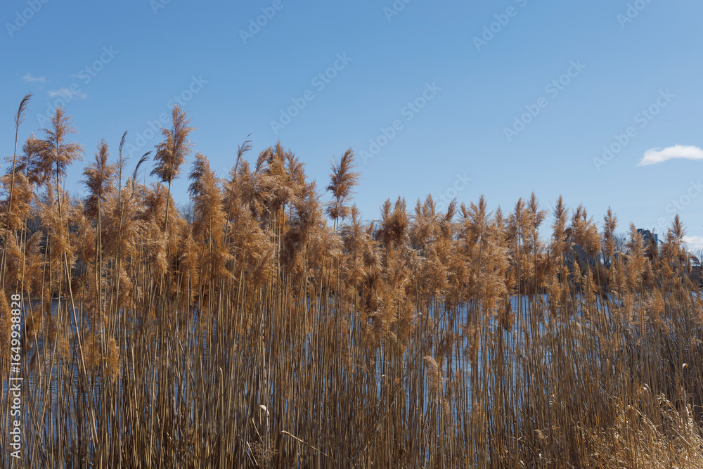 the plant of Phragmites australis in parc urban the plant of Phragmites australis in parc urban