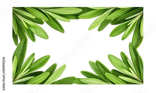 Fresh green leaves create a rectangular frame against a white background