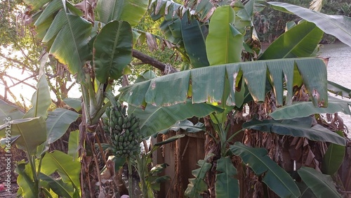 Banana Tree with Green Fruit Growing in Tropical Garden