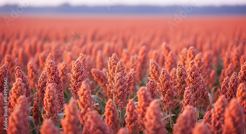 Crimson Fields of Grain: A Vista of Endless Harvest where rows of sorghum stand tall, bathed in the warm hue of the setting sun, a testament to agricultural abundance and natural beauty