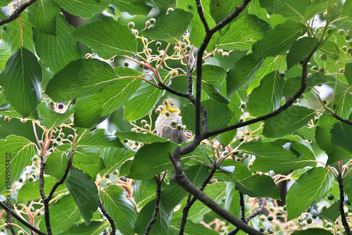 Table Dogwood fruit that is very popular with wild birds