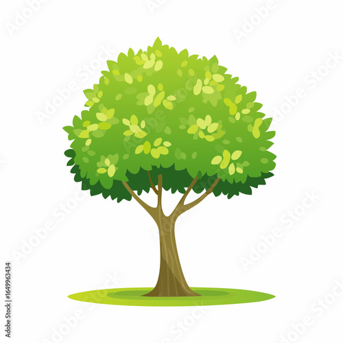 small little linden tree isolated on white 