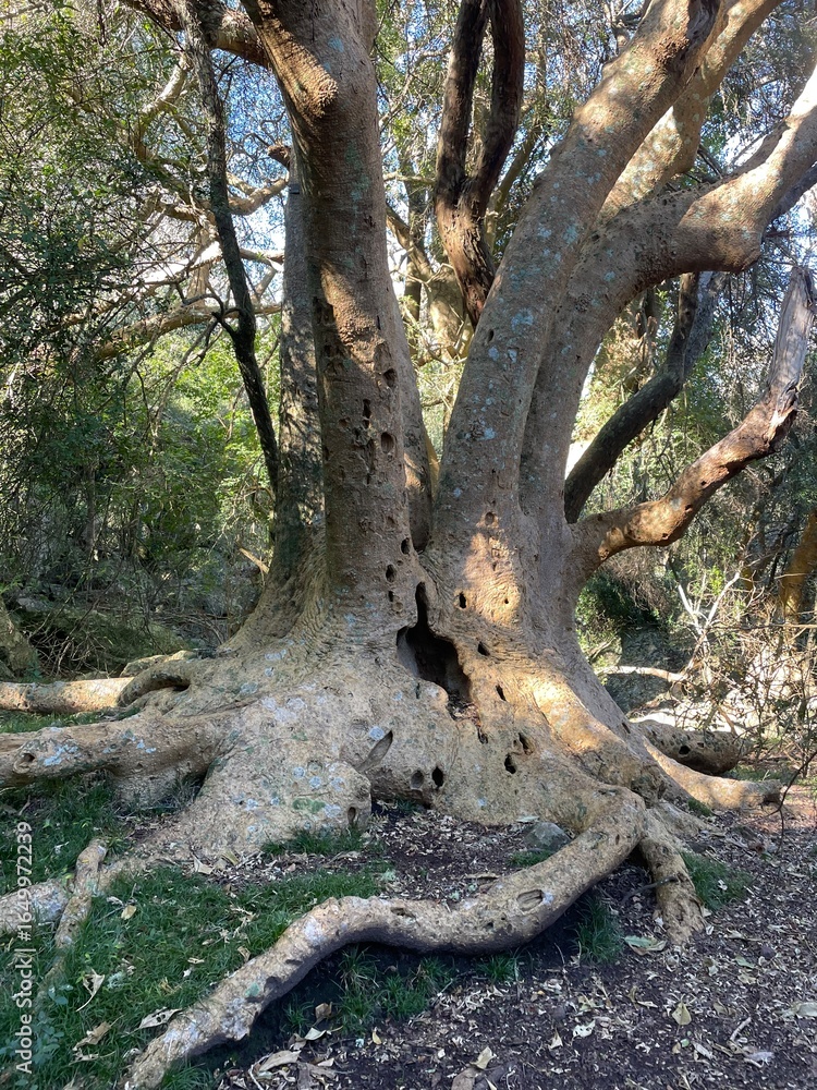 Fototapeta premium Tronco de un viejo Ombú