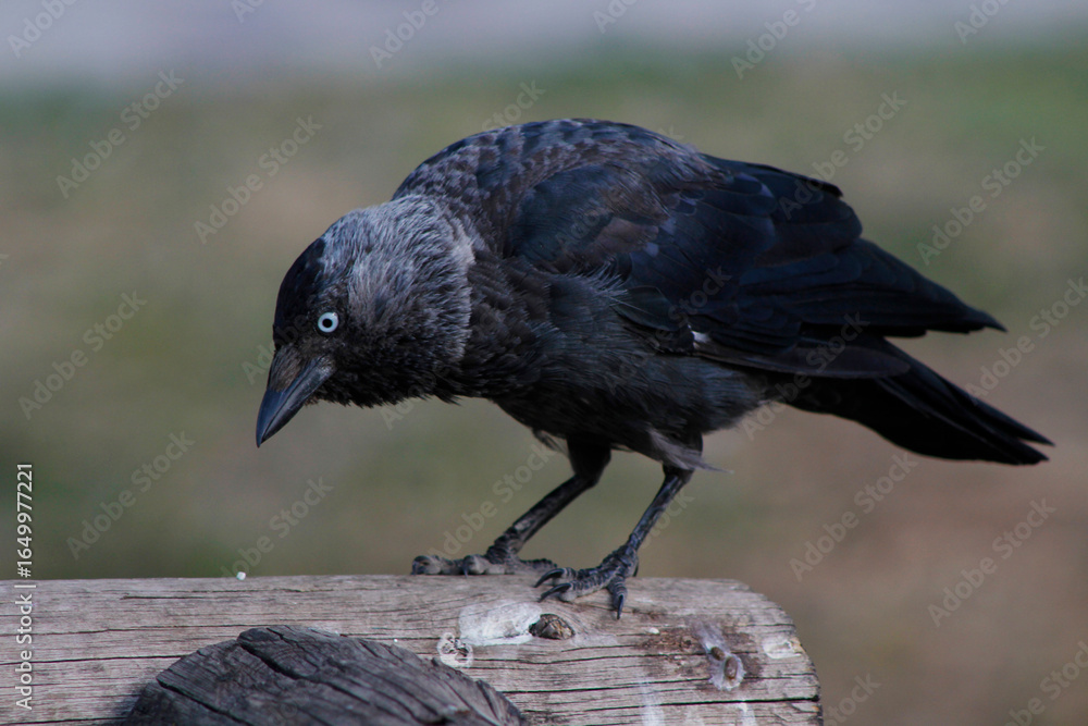 Obraz premium jackdaw on a log close-up