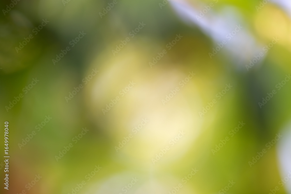 Obraz premium Defocus light natural background. Blurred greenery.