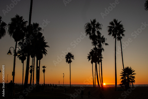 Palm trees on the sunset at venice beach, Los Angeles, California