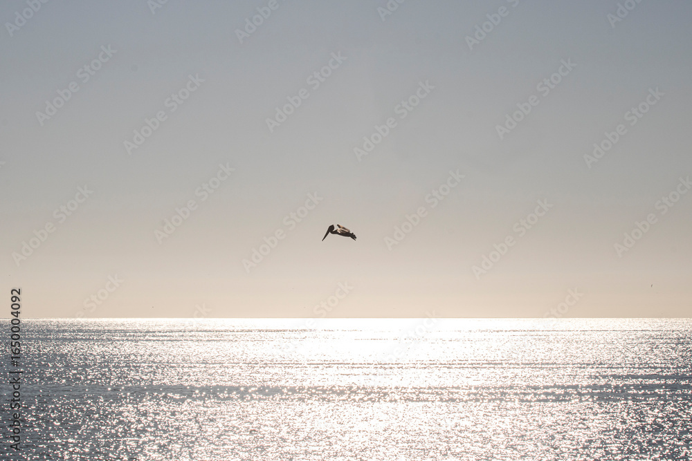 Fototapeta premium The traditional pelican flying over the sky in Los Angeles