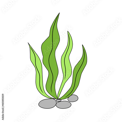 green seaweed vector