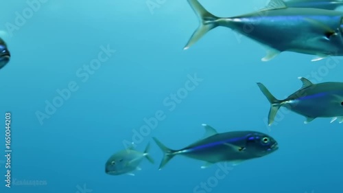 School of blue fish underwater