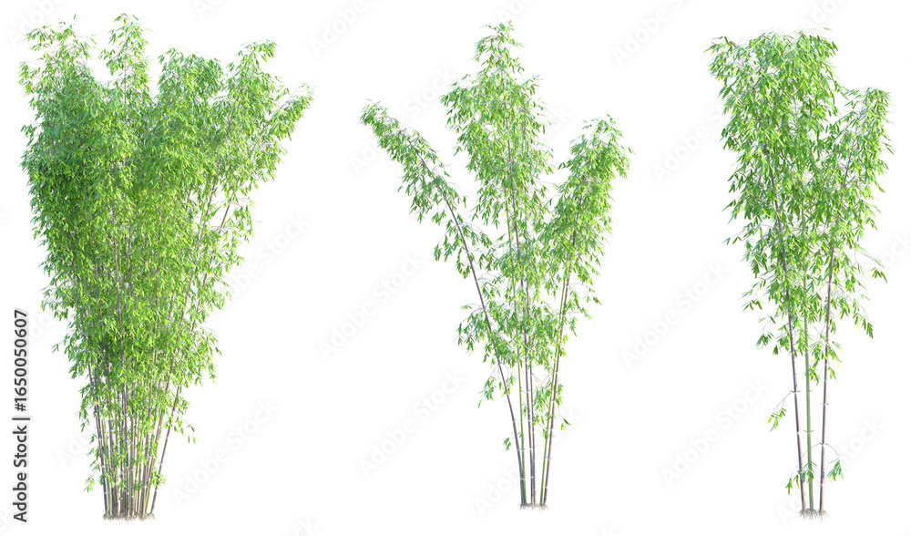 Fototapeta premium Phyllostachys nigra Tree cutout transparent background