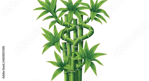 Lucky bamboo plant arrangement design