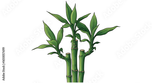 Lucky Bamboo Plant Arrangement with Green Leaves on White Background