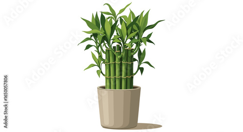 Potted lucky bamboo arrangement in neutral-toned pot