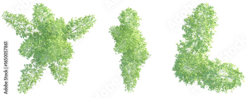 Wallpaper Mural Guadua angustifolia Tree plan top view cutout isolate on white background Torontodigital.ca