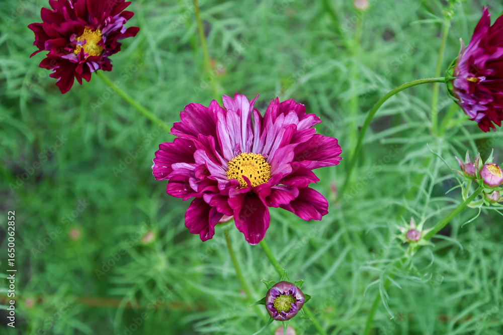 Obraz premium コスモス Cosmos