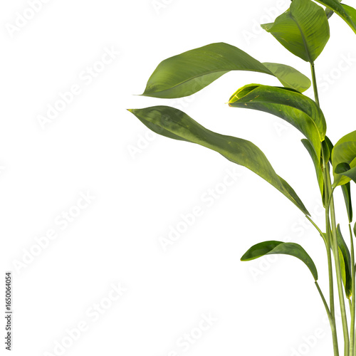 Heliconia metallica Plant isolated on transparent background. shining bird of paradise plant isolated on transparent background. Plant leaves PNG. decorative house plant isolated PNG.