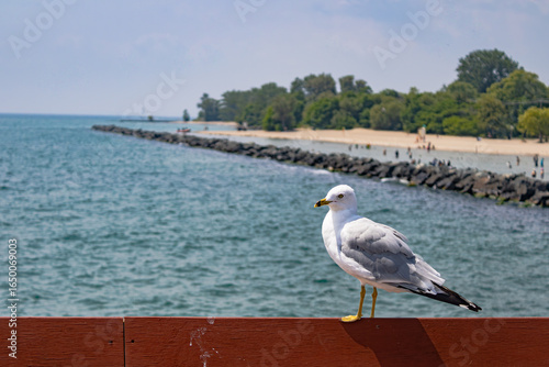 Seagull in Toronto beach