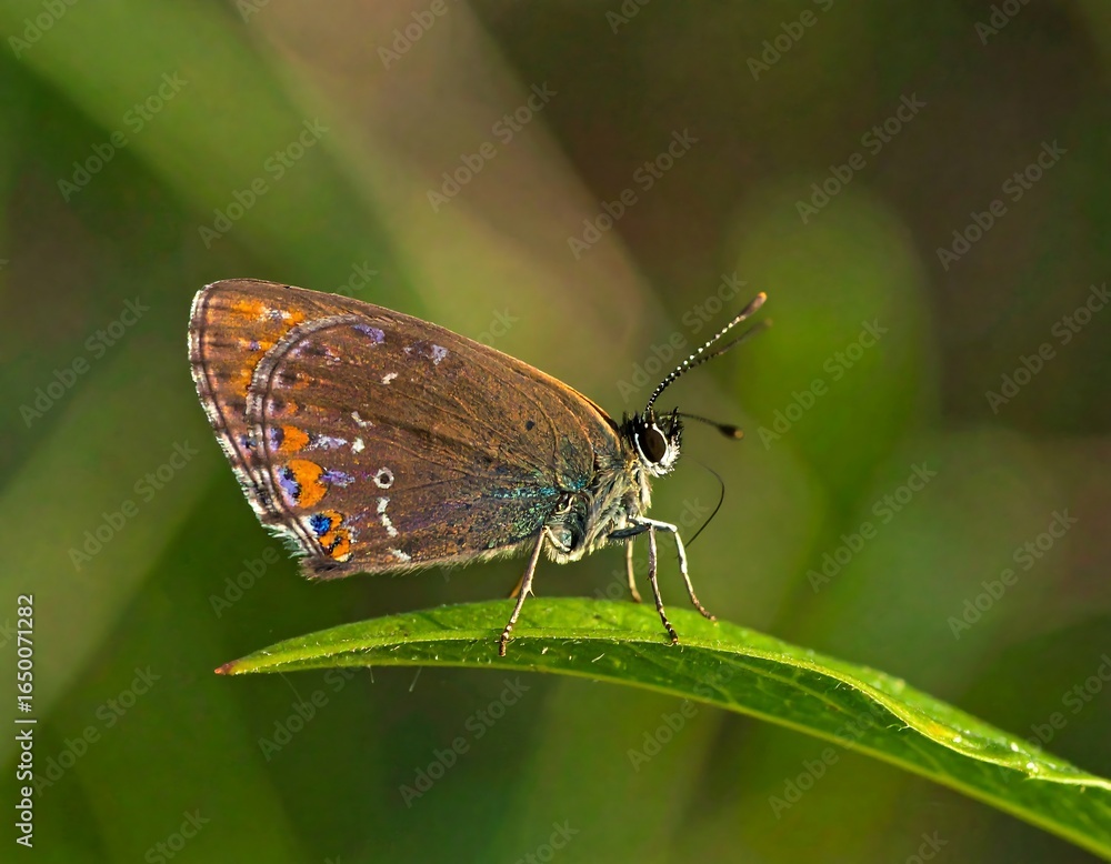 Delicate gossamer-winged butterfly perched gracefully upon a vibrant green leaf, showcasing Delicate gossamer-winged butterfly perched gracefully upon a vibrant green leaf, showcasing