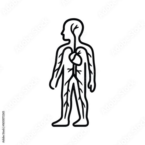 Human circulatory system diagram with major organs and vessels isolated on white background isolated on transparent background