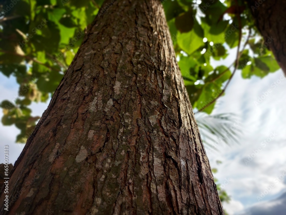 Obraz premium Big tree on the mountain
