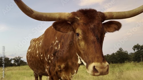  Texas Longhorn Walking Closeup Shot at Sunset. 