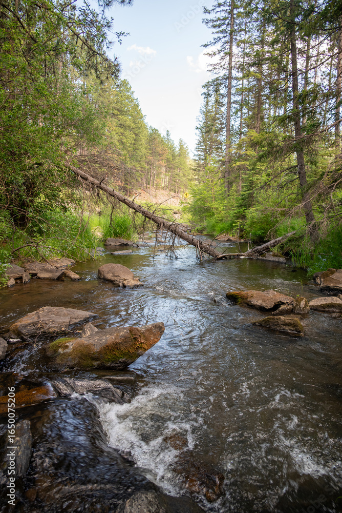 Fototapeta premium Mountain Stream Flowing Through Rocky Pine Forest Landscape