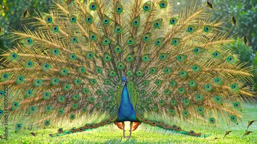Breathtaking Peacock Spreading Feathers in Morning Light with Iridescent Colors