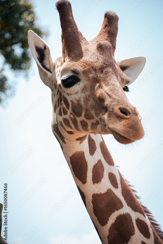 Obraz premium giraffe in zoo
