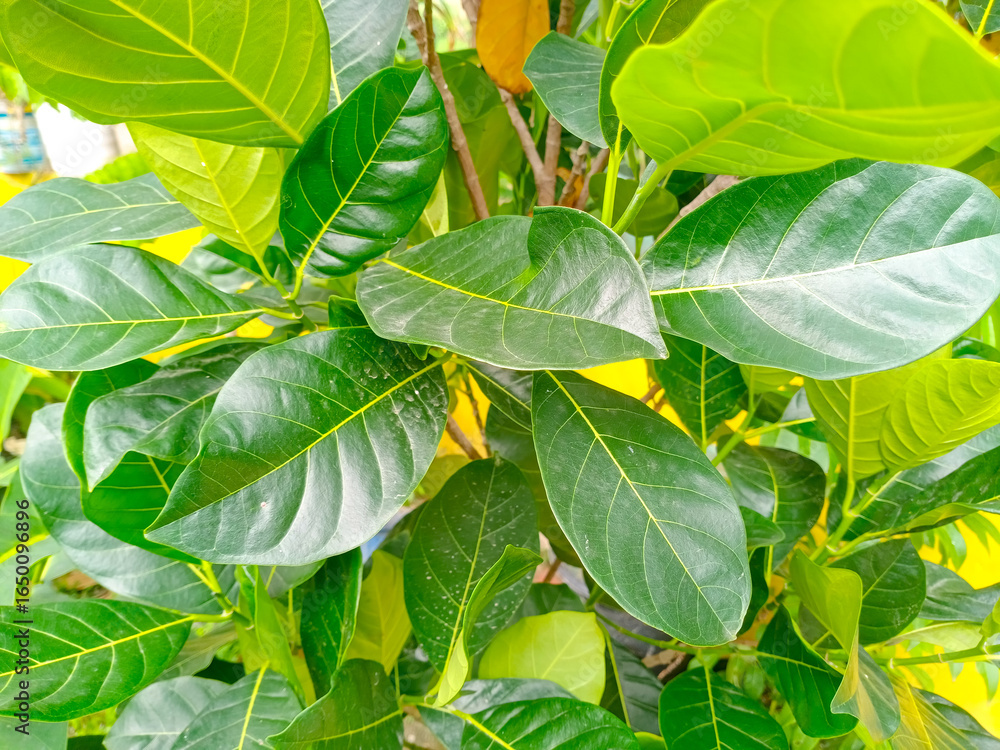 Obraz premium Close-up of jackfruit tree leaves (Artocarpus heterophyllus) or daun nangka in Indonesian. The foliage is glossy with clear veins, vibrant texture and healthy growth